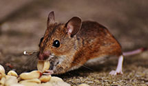 24 Hour & Emergency Exterminators in Missoula, MT
